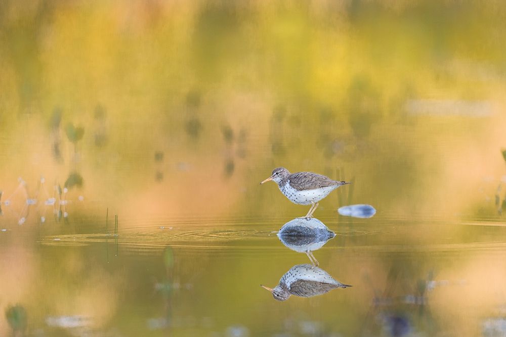 Washington State A Spotted Sandpiper (Actitis macularius) on a pond rock perch Redmond